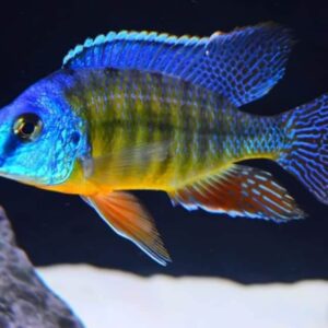 Steveni tiger 6cm+ ( Protomelas steveni )
