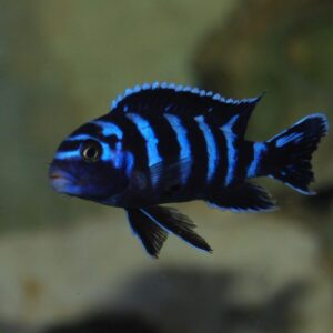 Demasoni 6cm+ (Pseudotropheus demasoni Pombo Rocks)