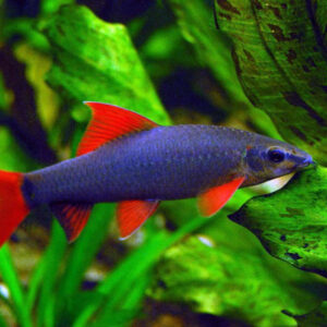 Rainbow Shark 4.5cm