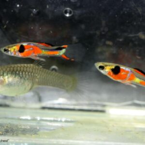 Red Chest Endlers ( Poecilia wingei )