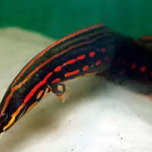 Red Fire Eel ( Mastacembelus erythrotaenia )