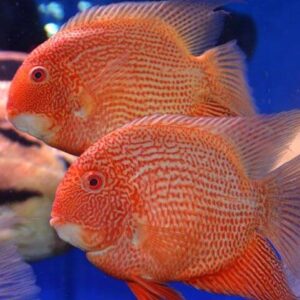 Red Spotted Severum 8cm + ( HEROS SP. RED SPOTTED)