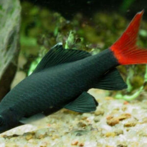 Red Tail Black shark 7.5cm
