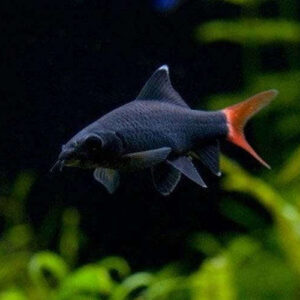 Red Tail Black Shark 4.5cm