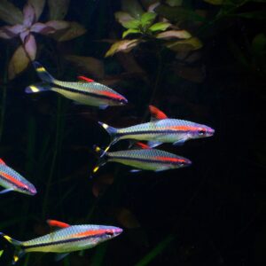 Rose Line Barb ( Pethia conchonius )