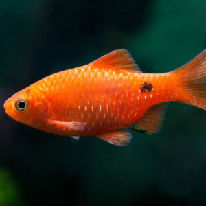 Rosy Barb Red ( Pethia conchonius )
