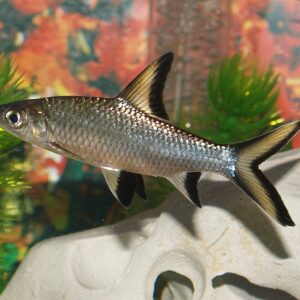Bala Shark (Silver Shark) 6cm