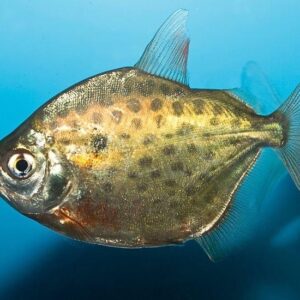 Spotted Silver Dollar ( Metynnis maculatus )