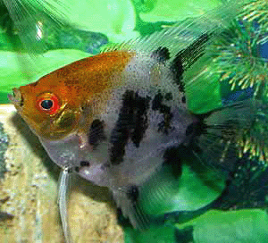Star Burst Angelfish 6.5cm