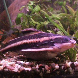 Striped Raphael Catfish (Platydoras armatulus)