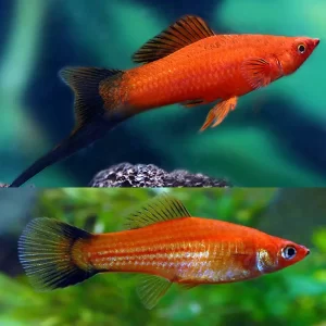 Red Wagtail Swordtail ( Xiphophorus hellerii ) 3 to 3.5cm