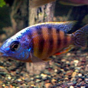 Taiwan Reef Cichlid (Protomelas sp. Steveni Taiwan) 9cm
