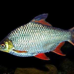 Tinfoil Barb 6cm+