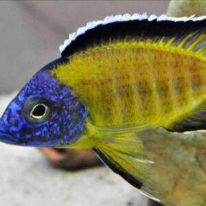 Usisya (Aulonocara Stuartgranti)