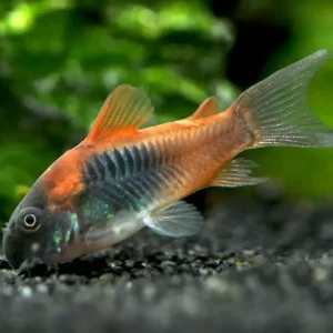 Venezuela`s Corydoras 2.5cm