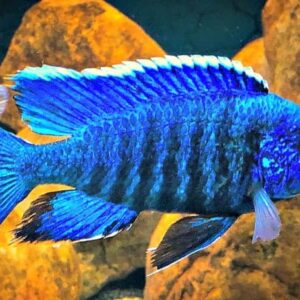 Blue Peacock Cichlid (Aulonocara Nyassae) 9cm