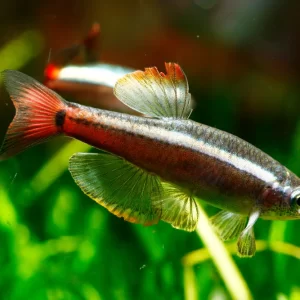 White Cloud Mountain Minnow ( Tanichthys albonubes )