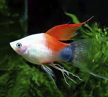 White Mickey Mouse Platy Longfin 2.5cm