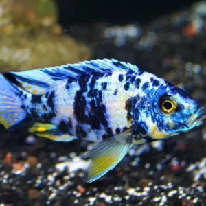 White blue ob 6cm+