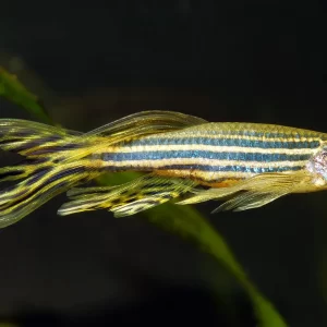 Zebra Danio Long Fin ( Danio rerio )