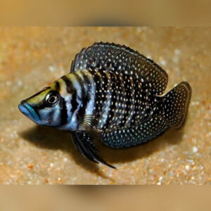 Altolamprologus calvus black Congo ( Female ) 8cm+