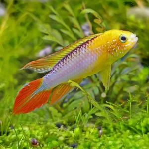 Apistogramma Agassizii Fire Gold 3cm