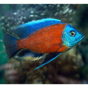 Kadango ( Copadichromis borleyi )
