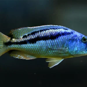 Malawi  Hawk ( Aristochromis christyi ) 8cm+