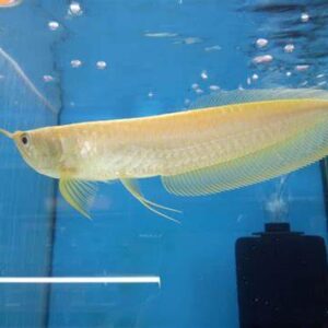 Silver Arowana 15cm+