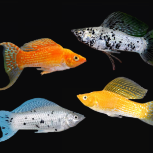Assorted Molly Lyretail 4cm