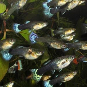 Assorted Female Guppies ( Poecilia reticulata )