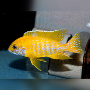 Yellow Peacock ( Aulonocara baenschi ) 6cm+