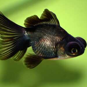 Black Moor Goldfish 6cm