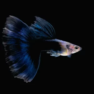 Black tuxedo guppy ( Poecilia reticulata )