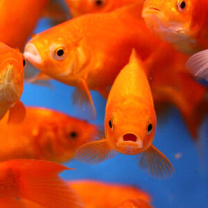 Comet Goldfish ( CAR. AURATUS )