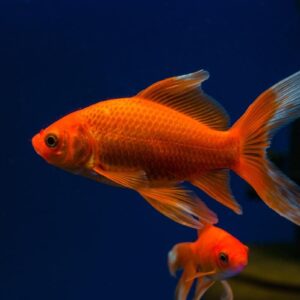 Comet Butterfly Goldfish 6.5cm
