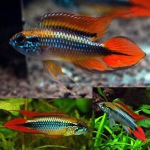 Apistogramma Agassizii Double Red 3cm
