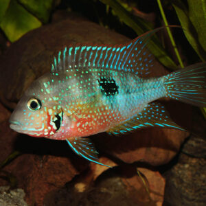 Ellioti Cichlid ( THORICHTHYS ELLIOTI )