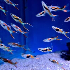 Endler Guppy ( Poecilia wingei )