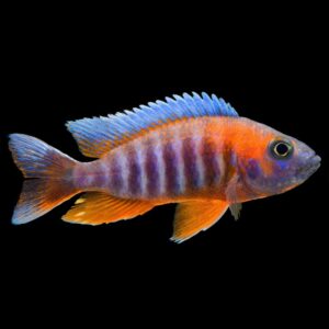 Eureka Red ( Aulonocara jacobfreibergi ) 6.5cm