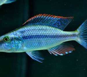 Malawi Eye Biter ( Dimidiochromis compressiceps ) 7.5cm