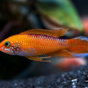 Apistogramma Agassizii Fire Red 3cm
