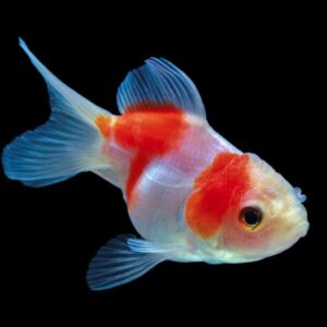 Jelly Head red - white oranda 6cm
