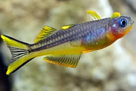 Forktail Rainbow ( Iriatherina laticeps )