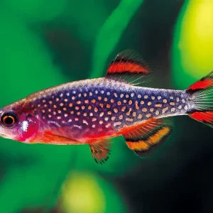 Micro Rasbora