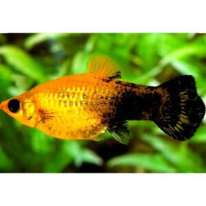 Golden Black Molly 3cm