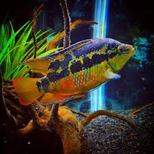 Trichromis salvini