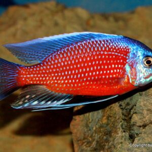 Kadango ( Copadichromis borleyi ) 9cm