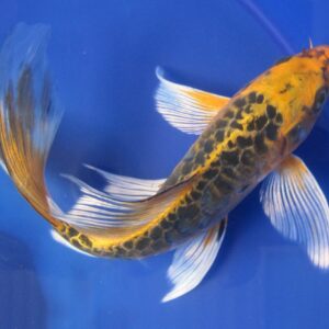 Butterfly Koi Grade A 10cm