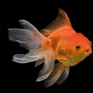 Fantail Lionhead Mix ( CAR. AUR. LIONHEAD )